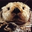 Otter